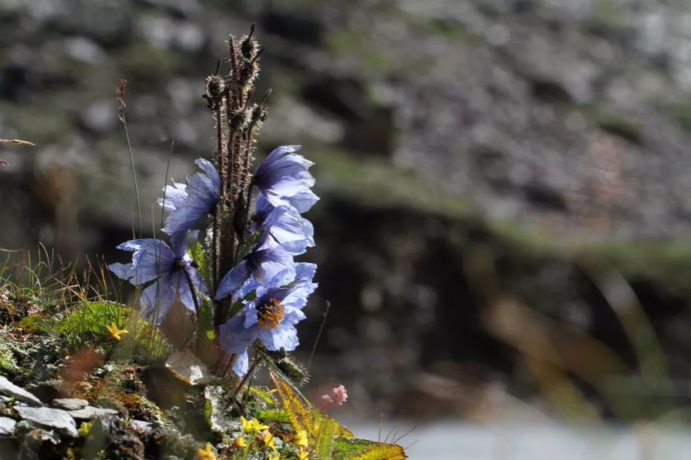 四姑娘山云间花径越野跑延期,2024四姑娘山云间花径越野跑