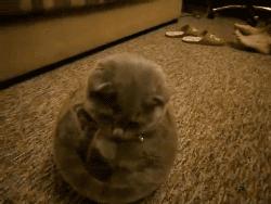 π日说π：“圆”可不可以不是圆的？