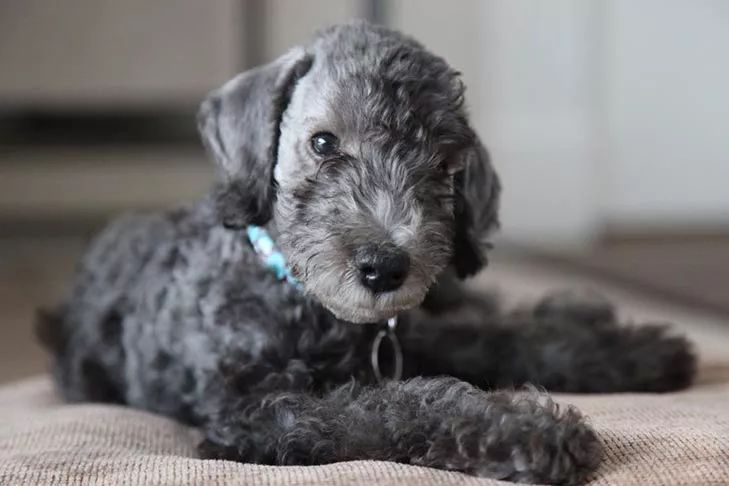 除了长得像绵羊之外,这种狗还另类得可怕!|犬种