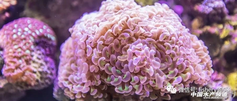 海洋珊瑚保护与修复,保护珊瑚现在的进展