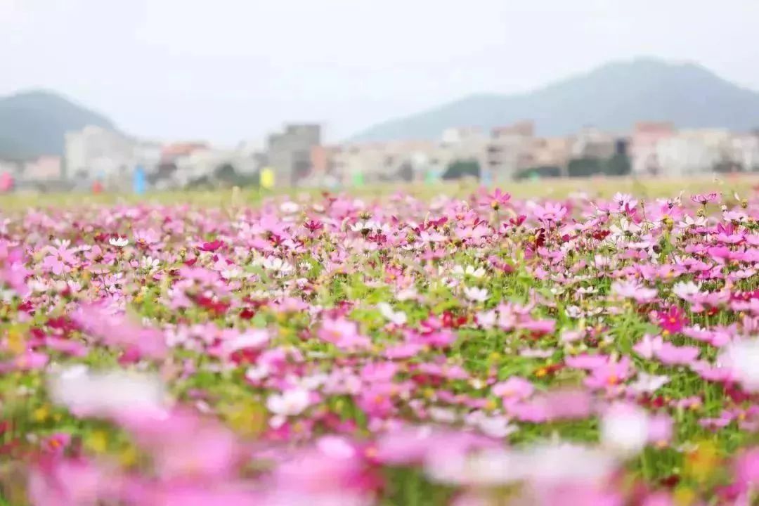 斗门为什么叫斗门,外地人眼中的斗门