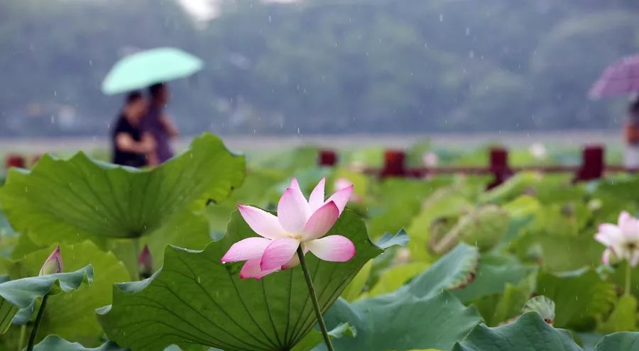 守正创新推进高质量发展,东莞文化强市方案