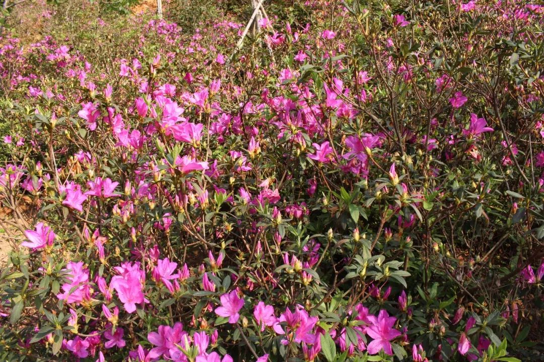 适合踏春的景点厦门,厦门春季旅游攻略