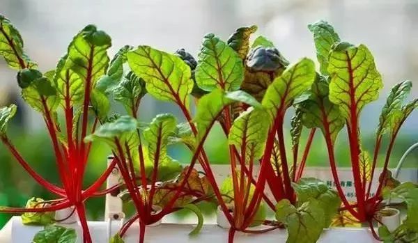 日本、新加坡、台湾、德国、以色列这样卖农产品