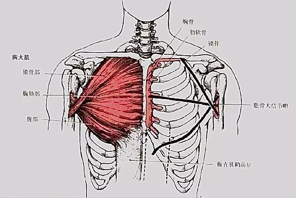 胸内凹如何练胸肌,胸中缝怎么练下胸肌