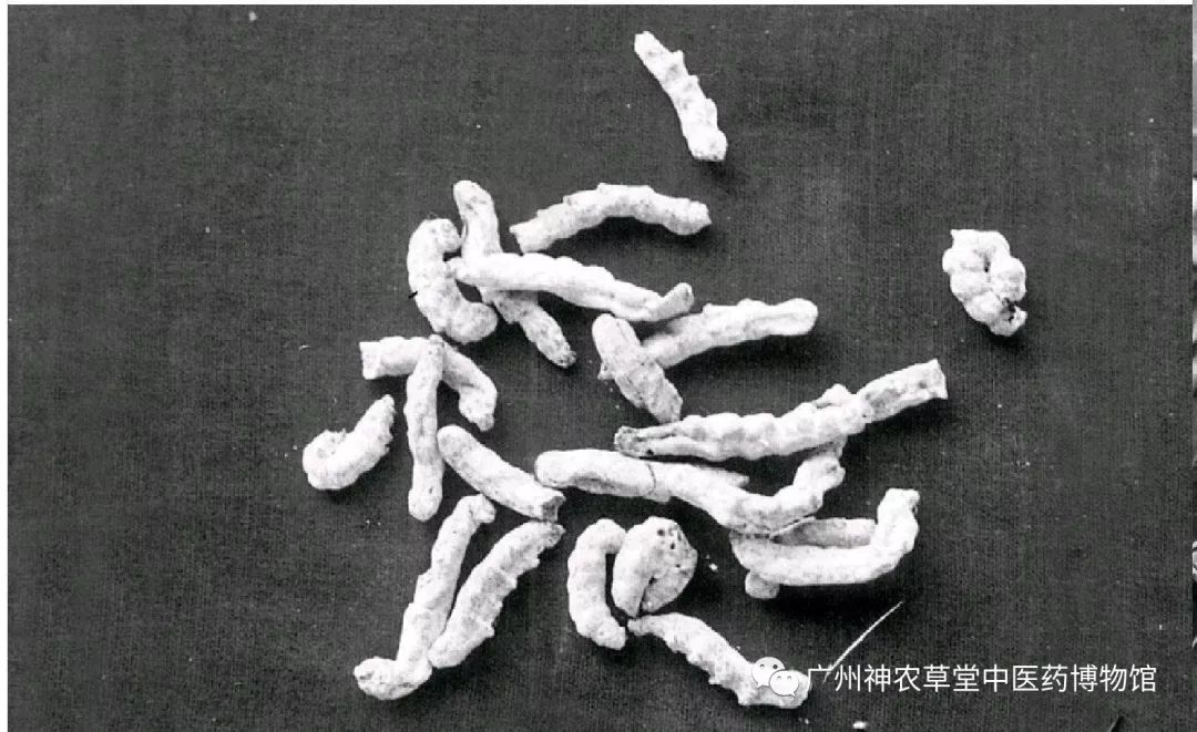 中药丨幼蚕与白僵菌的相遇