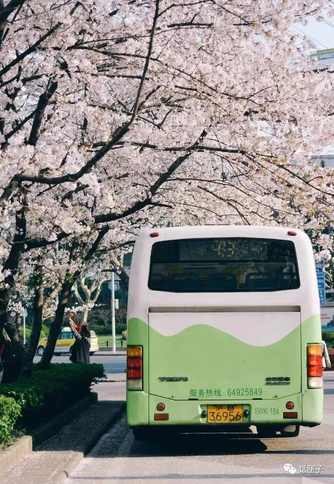 万花丛中,拍照选哪枝?话匣妹手把手教你过春天
