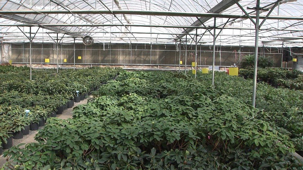 潍坊查获进口花卉盆栽，内含国际一类害虫，国内无天敌