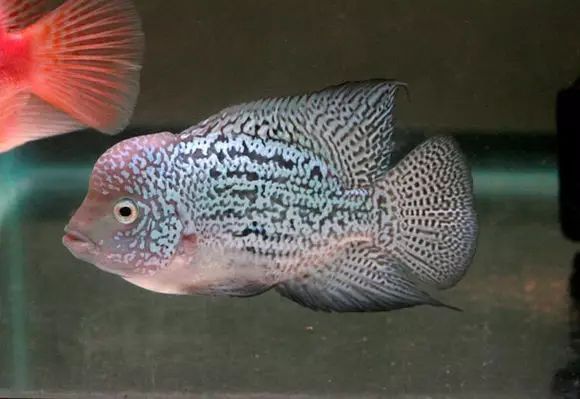 闆岄泟楸肩殑姝ｇ‘閰嶅鏂规硶,绉嶉奔濡備綍閰嶅