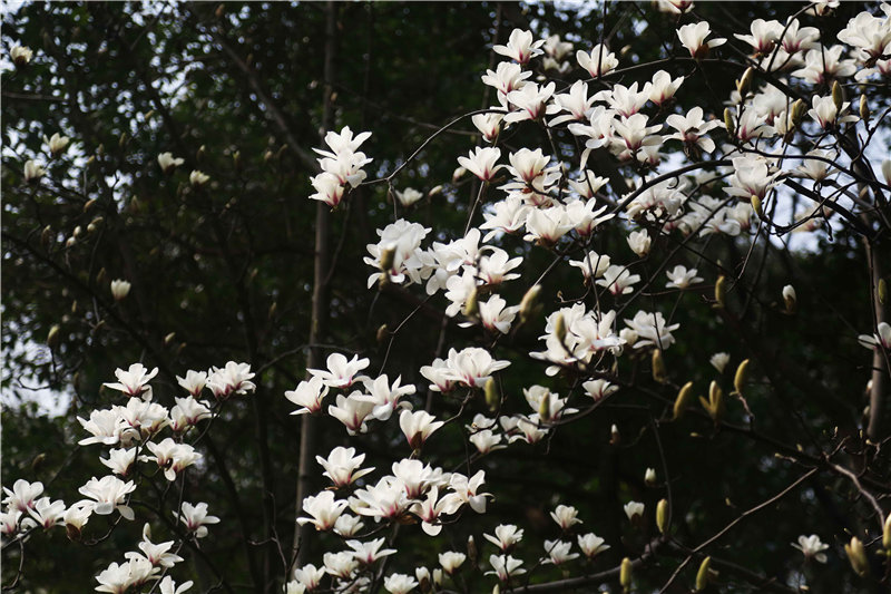每一朵花开都是春天的诗句,当花遇上诗词每一朵花开都是春天