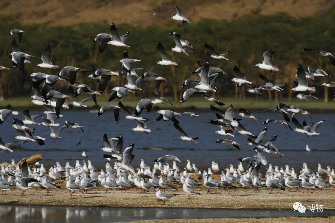 肯尼亚博物学之旅,博物肯尼亚