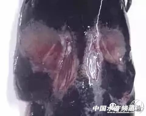 鱼溃疡病症状,鱼细菌性烂鳃的症状及治疗方法