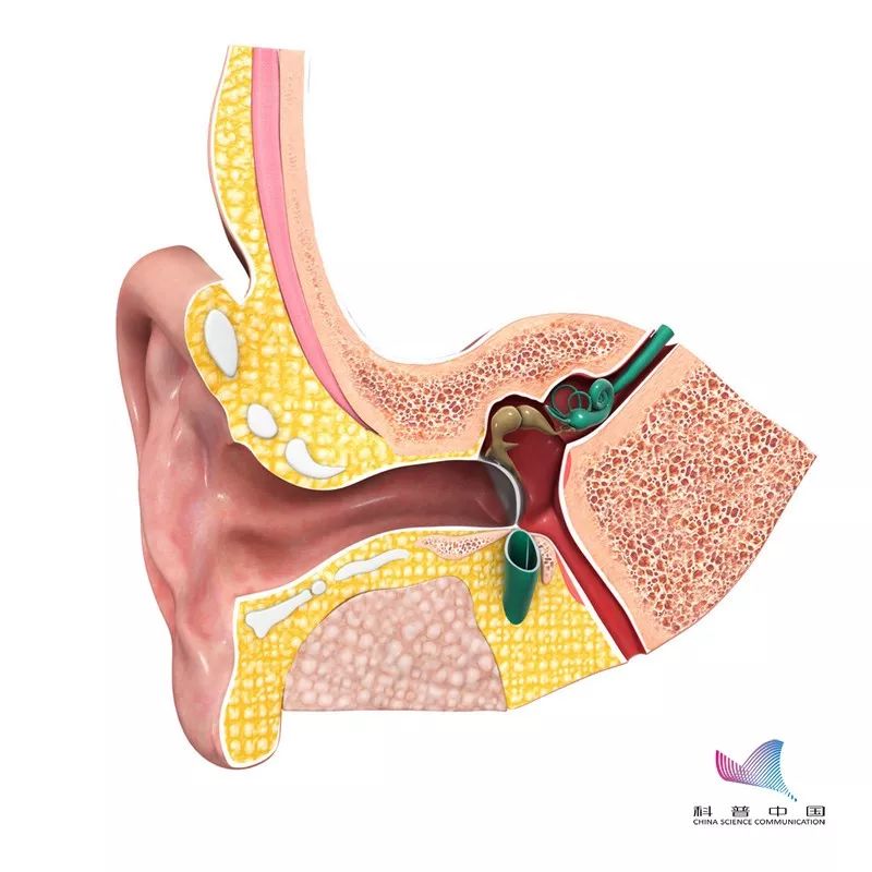 耳朵如何掏最舒服,掏耳朵的正常掏法