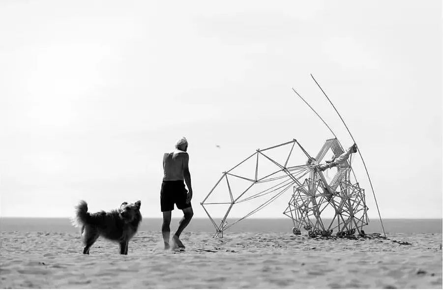 海边，他养了一群吃风的怪兽