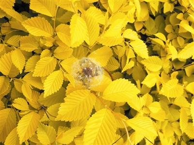 金叶榆的简介,大叶金叶榆品种大全