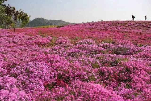 正当时莲花山踏青,莲花山赏花要预约吗