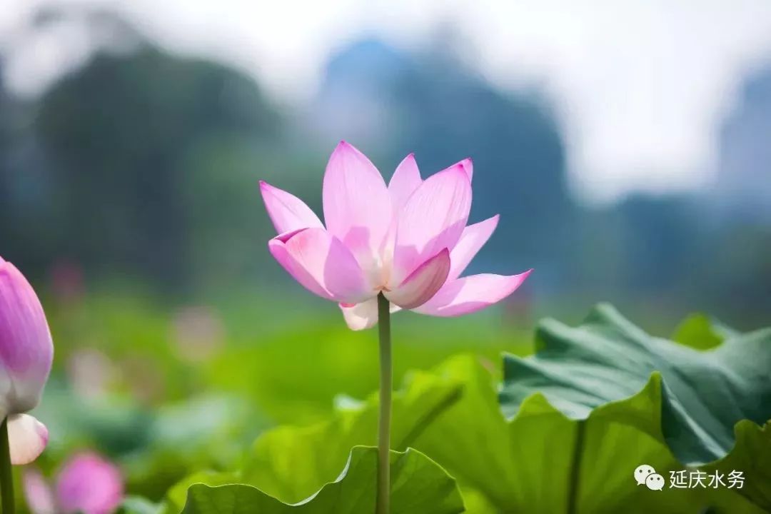 延庆的妫水河的变化,延庆妫河发源地