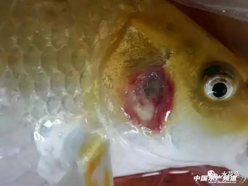 常见鱼鳃病,鱼类最难治的病