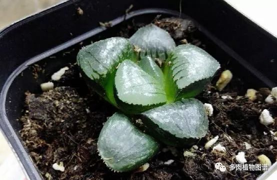 十二卷的养护注意事项,十二卷夏季如何养护