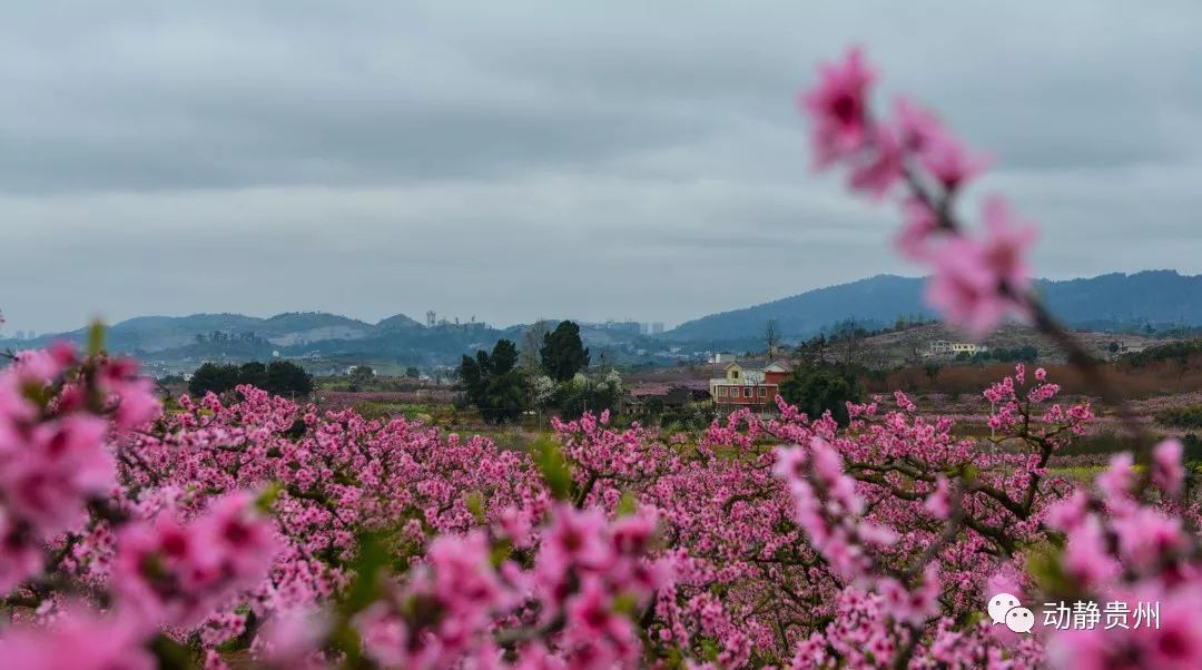 贵阳什么地方桃花开了最美,贵阳桃花盛开的地方