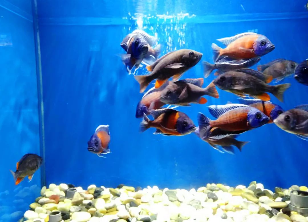 聊城海底世界游玩攻略,从聊城出发亲子游