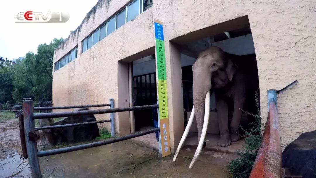 大象脚围2倍=大象身高?《正大综艺·动物来啦》为您实地验证