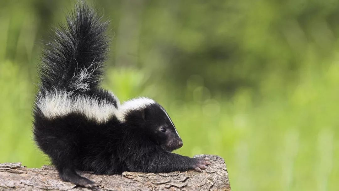 还有人养臭鼬当宠物,想不到吧日文