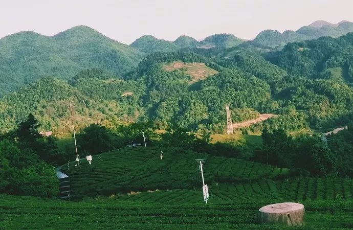 风月无边，茶事正好！这几座茶园里，藏着湖北最美的春天