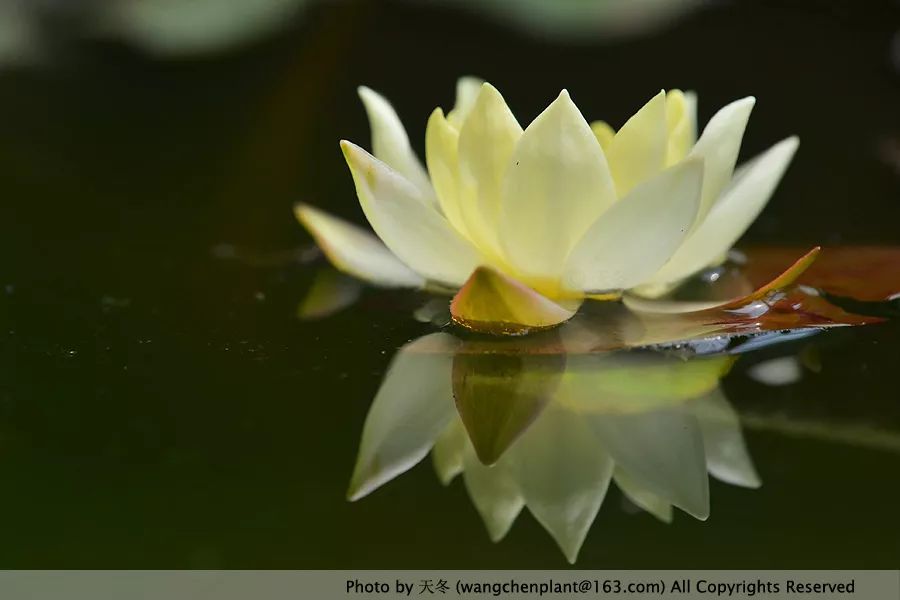 微型睡莲的品种及图片介绍,冬季适合种植的睡莲