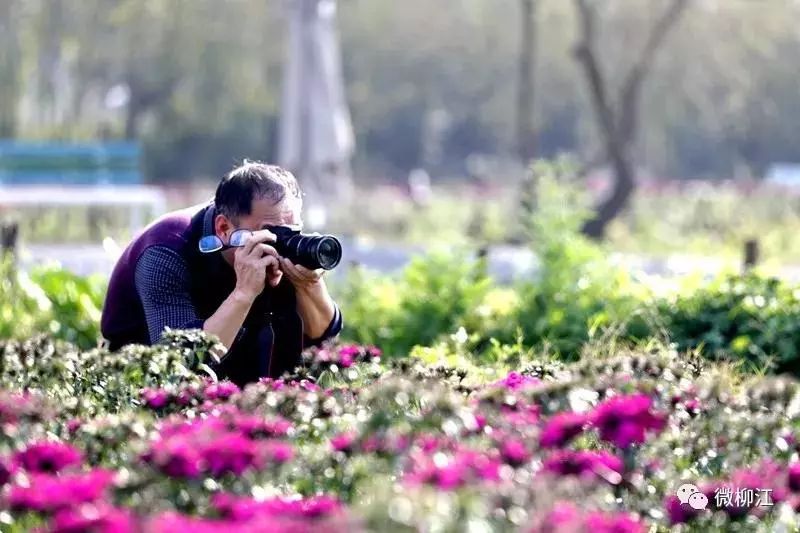 柳州2月花海景点,柳州花海打卡景观