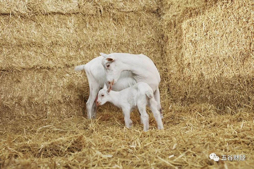 羊奶粉市场已达70亿，蓓康僖、澳贝佳、圣特拉慕和艾宝瑞等10余款单品爆发！