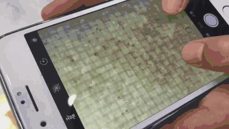 160万只螨虫的克星,4000多条螨虫