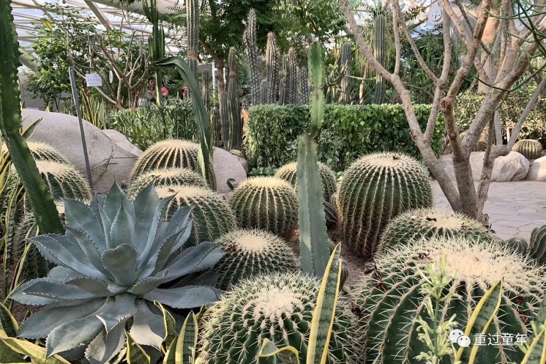 西安一个很有特色的公园,西安十大免费景区公园