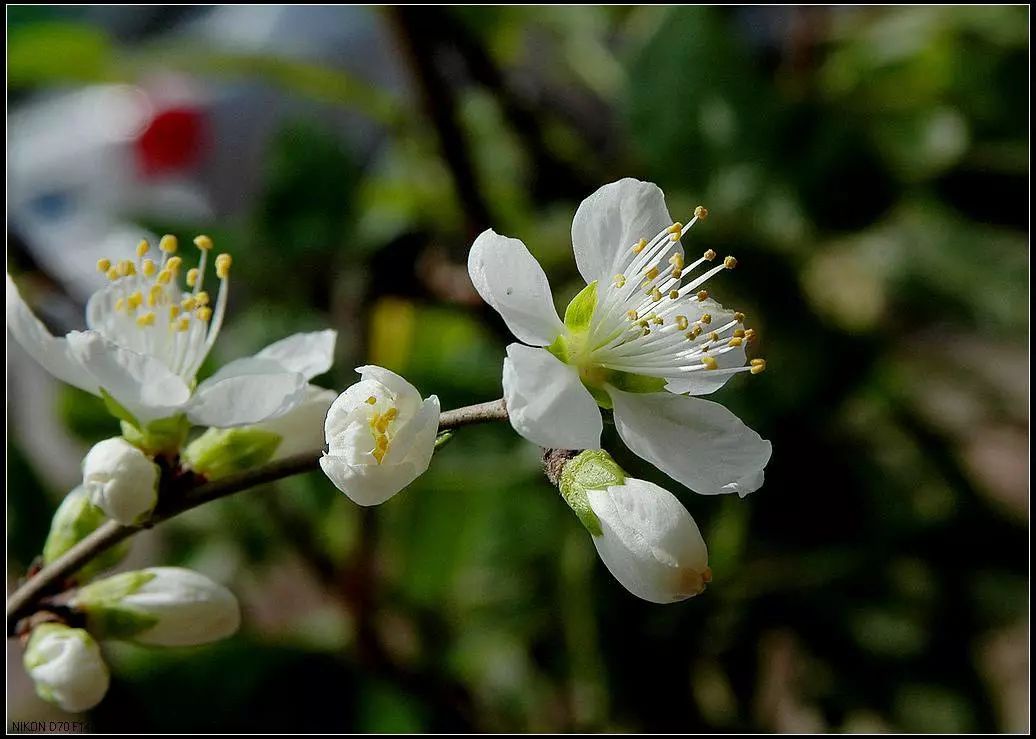 黄梨花儿开，大美馆陶等您来！