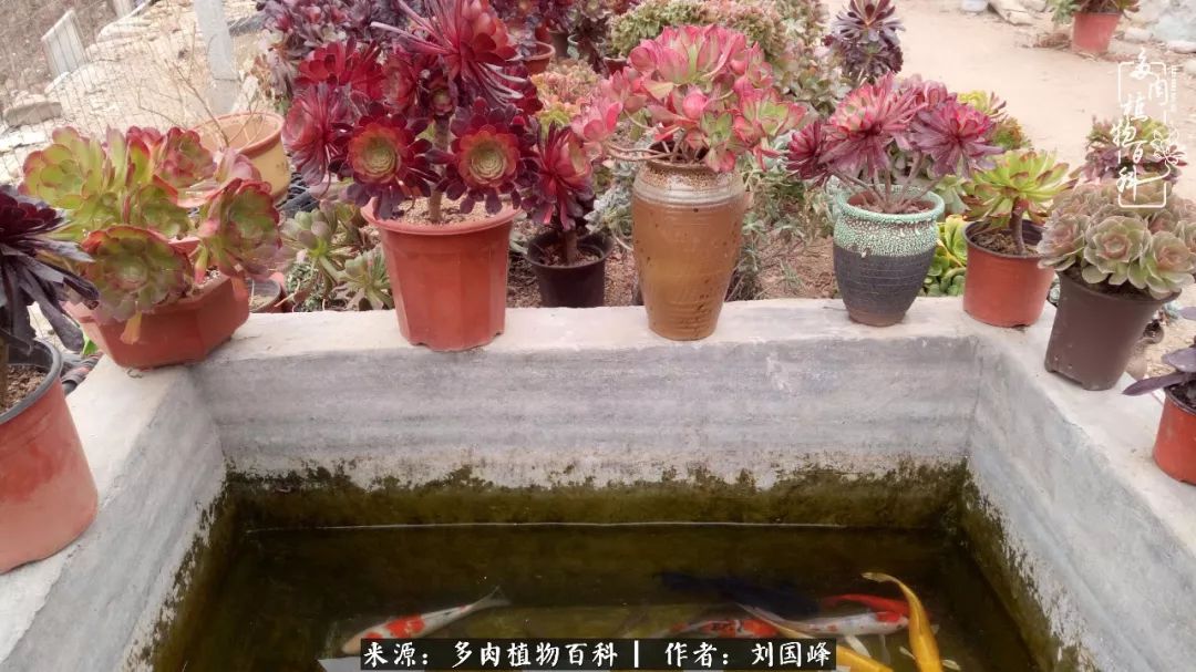 不学无术容易赚大钱,不学无术养多肉摇身一变资产过亿