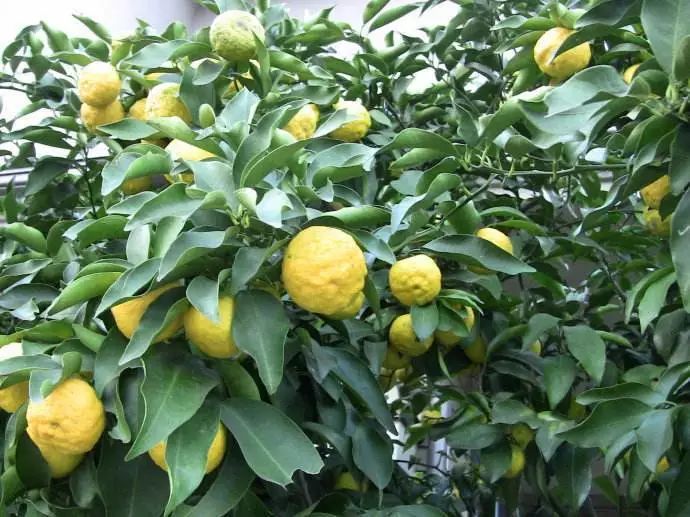 熬夜护肝养颜茶配方大全,熬夜养生茶喝出健康