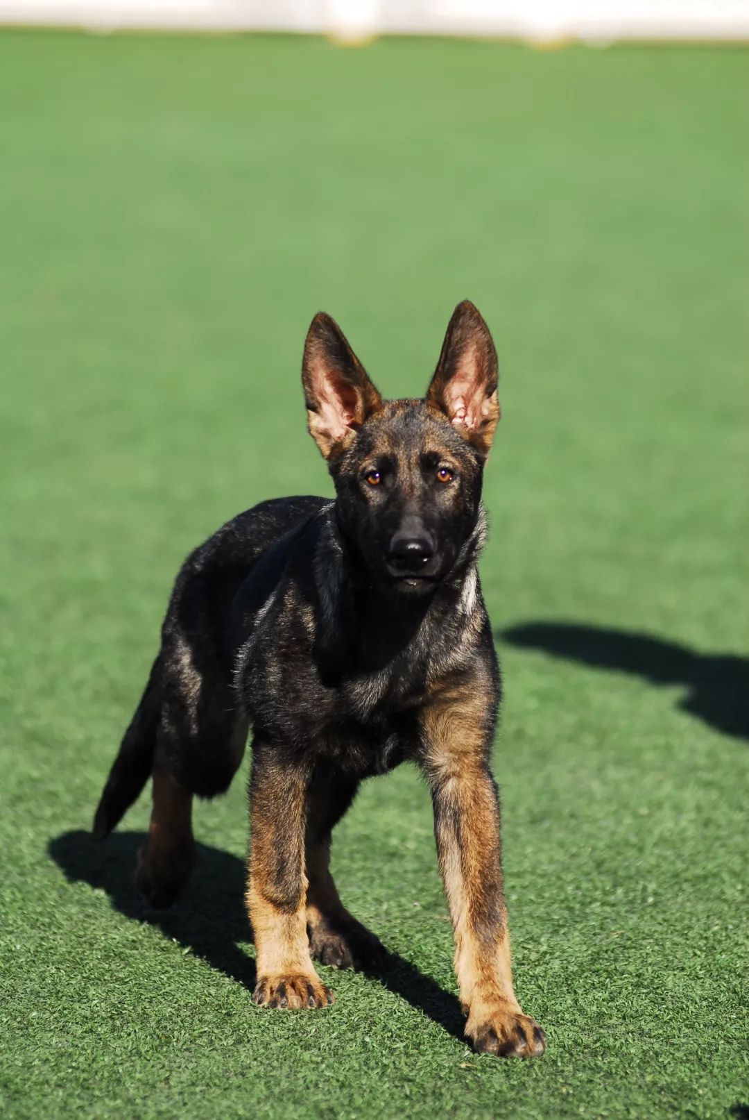 世界排名第一的德国牧羊犬,德国牧羊犬十大排名犬种