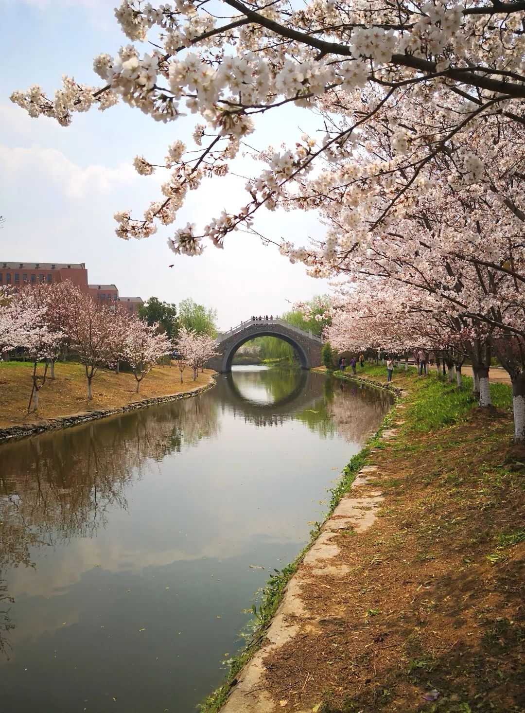 骑车上班瘦腰！临床试验首次证实骑车通勤可改善胰岛素抵抗、心肺功能，减少内脏脂肪，草长莺飞骑起来|科学大发现