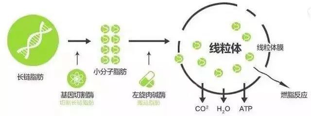 左旋健身减肥燃脂,健身快速燃脂科技