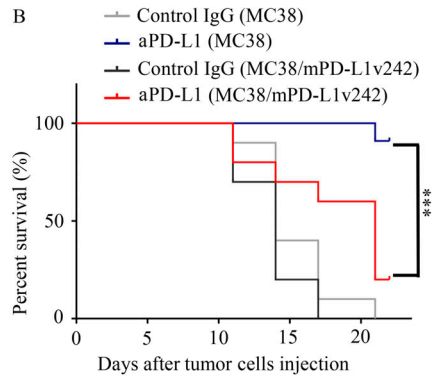 癌细胞“击落”PD-L1抗体！科学家发现癌细胞会分泌PD-L1片段，捕获PD-L1抗体，导致对免疫治疗产生耐药|科学大发现