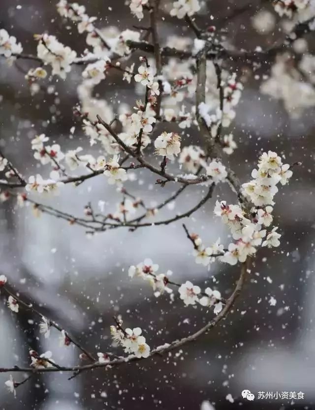 这是一份千年古泉水带来的春季崇高礼遇！（文末福利）