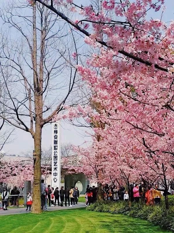 上海顾村公园赏樱花图片,全季顾村公园