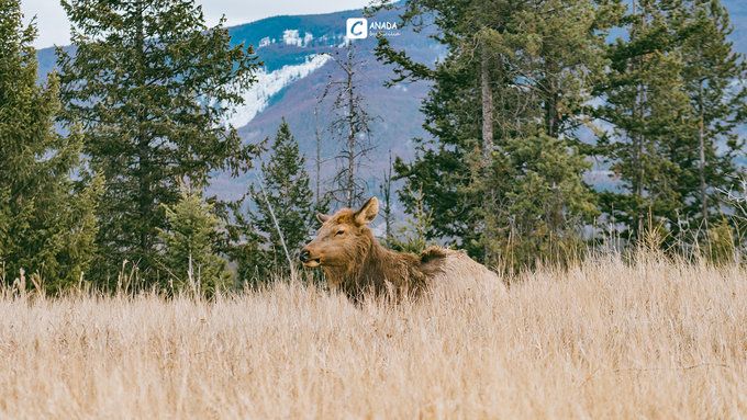 漫长的八个月,冬天的加拿大真的好美