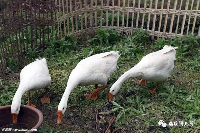 鹅病毒病怎么引起的,鹅副粘病毒病的防治措施