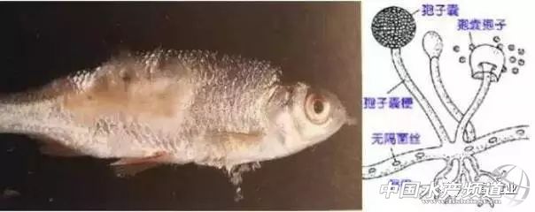 如何防治水霉病的方法,春季怎么预防草鱼水霉病