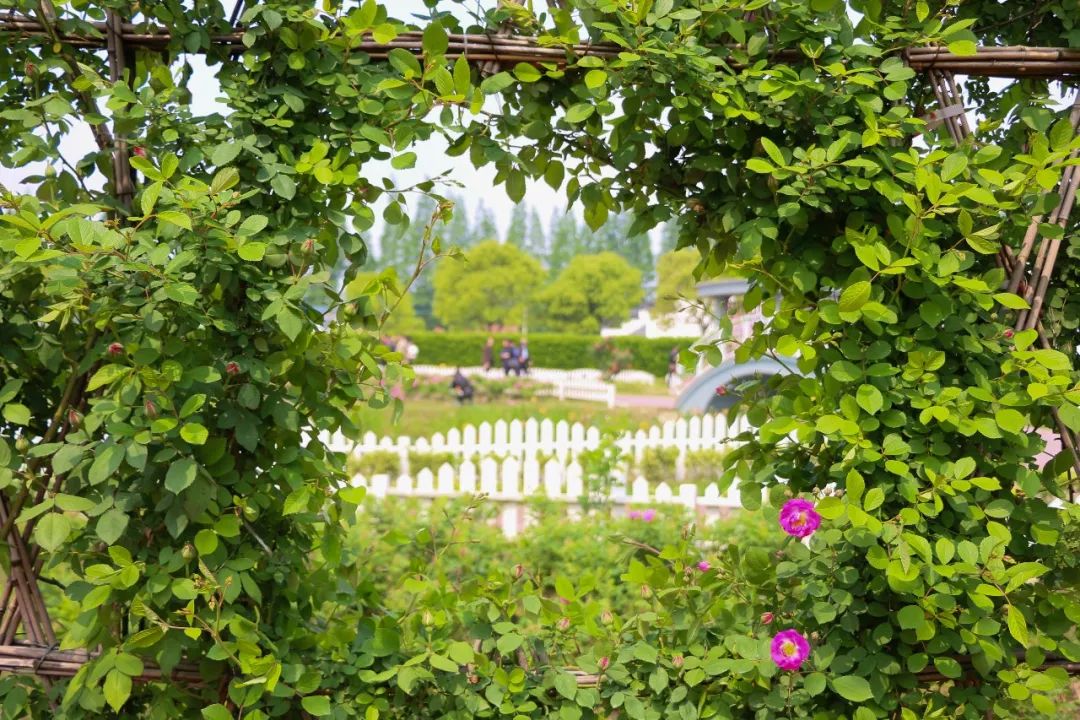 结棍！这个春天，是崇明撑起了魔都的体面！