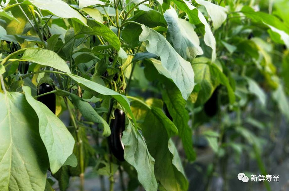 绾彴鑿滃啘,瀵垮厜绾彴鑿滃啘