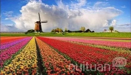 荷兰花海一日游50元,荷兰花海一日游攻略5月20号