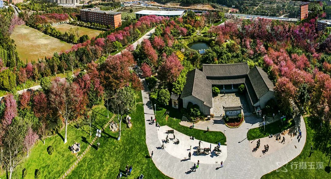 哇家玉溪是个大花园!处处可赏花,步步皆是景!