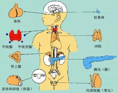 女生每个月内分泌失调变丑,内分泌失调变丑了怎么恢复